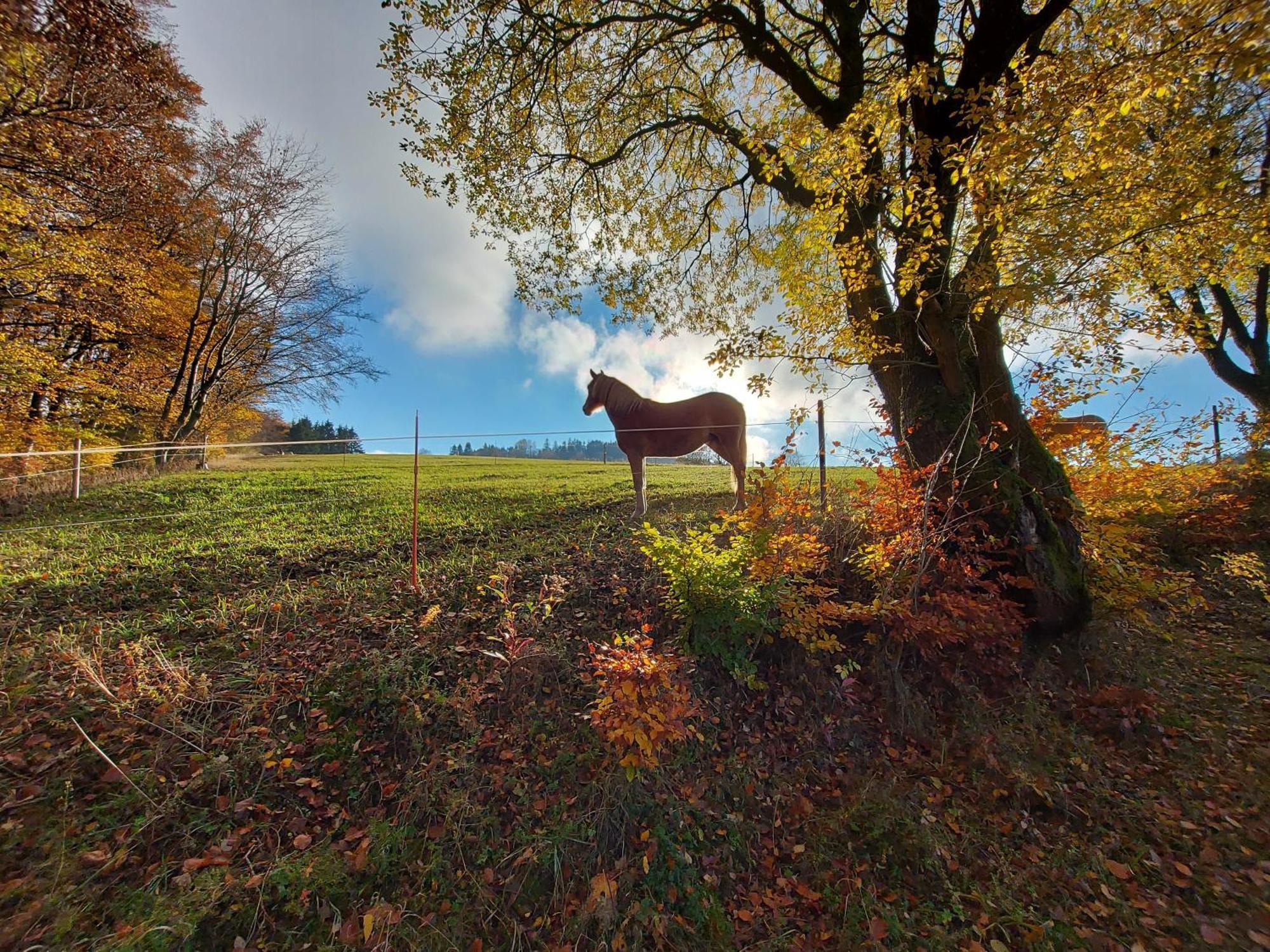 Panoramablick Willingen Schwalefeld Daire Dış mekan fotoğraf